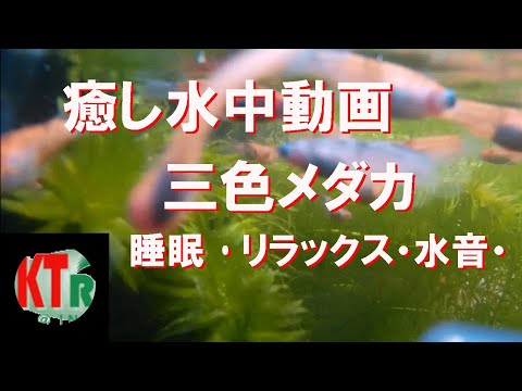 [KT] 癒し水中三色ラメメダカ動画・睡眠･リラックス・ASMR・・8月8日