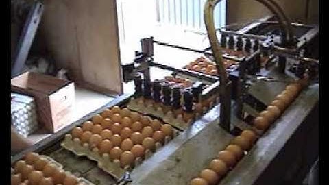 Egg coding EggFlex HeDiPack on BDR grader