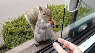 No squirrel shows its excitement for food like Cutie