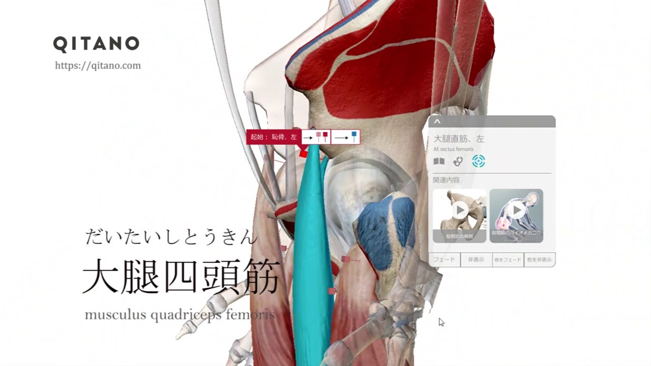 大腿四頭筋の解剖学図 Musculus Quadriceps Femoris 筋肉辞典 92 Youtube