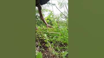 Harvesting cassava part 463 #shorts #farming #cassava #nature  #cassavaroots #cassavafarming