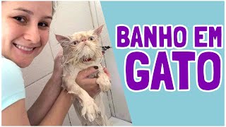 Quando Dar Banho em Gato (Ju Almeida Pet) by Ju Almeida Pet 2,895 views 3 years ago 4 minutes, 27 seconds