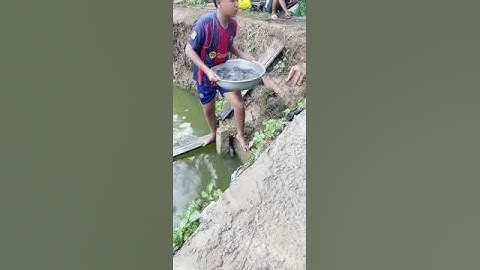 Cung cấp cá giống nước ngọt số lượng lớn. Hỗ trợ kĩ thuật nuôi &đầu ra cá thịt 0909770509 #cá_giống