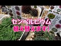#75【多肉植物】センペルビウム植え替えます!