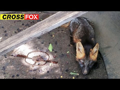 Malta Cross Fox 🦊Day # 2 ✌ Fox in the West at the bottom 😱 Fox Trapped 🆘 4K
