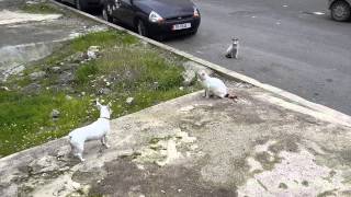 Jack Russell Terrier Vs Feral cat