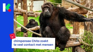 is contact zoeken met apen in de zoo geen goed idee?