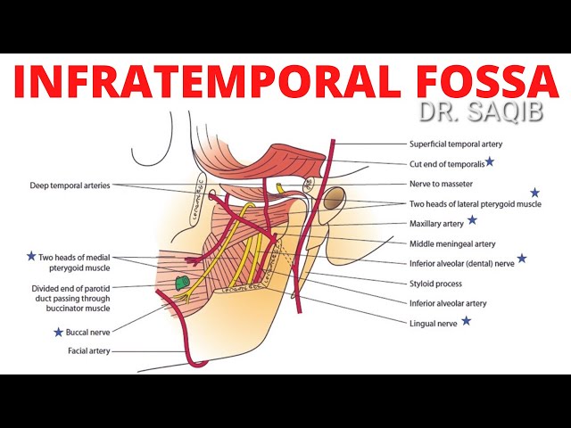 infratemporal-fossa-contents-mnemonic-epos