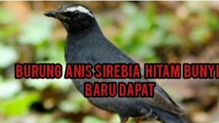 BURUNG ANIS HITAM UNTUK PIKAT