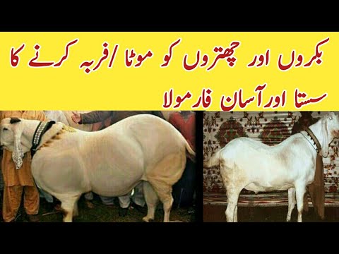 How to Fatten Goats, Bakra and Sheep. Cheap and Best Diet Plan and wanda Formulla ll Goat Farming