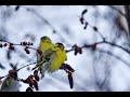 Spinus spinus - Beautiful song, siskin, scatiu, lugano, lucherino,чиж, Čížek lesní, Eurasian Siskin.