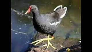 moorhen ,qamis toyuqu  kaqa