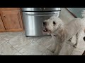 Goldendoodle - How does he react when his owners leave the house?