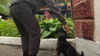 СОБАКА УБИЙЦА! УКУСИЛА РЕБЕНКА! СОБАКА УБИЙЦА! УКУСИЛА РЕБЕНКА!