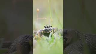 Can Snakes Really Hear You?#snakes  #AnimalHearing #reptiles  #wildlifeeducation  #naturefacts