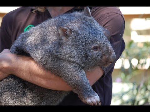 Video: Hvordan Besøke Tasmanias Bonorong Wildlife Sanctuary