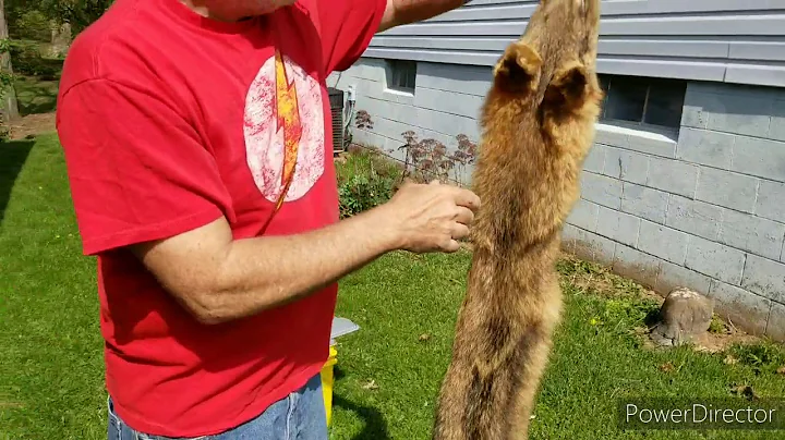 Tanning Hides, PART 1 Bobcat & Coyotes