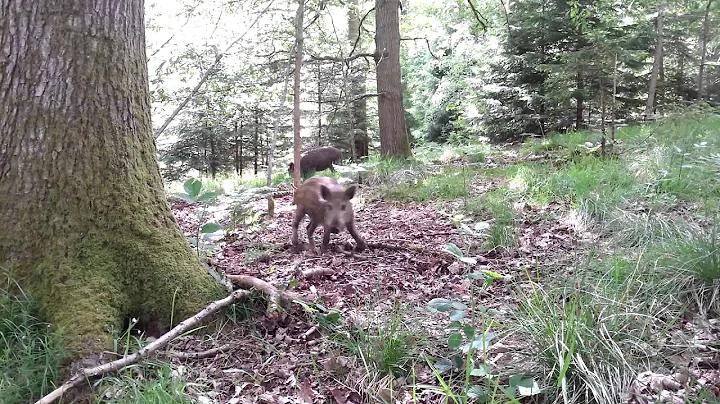Forest of Dean Boar Piglets