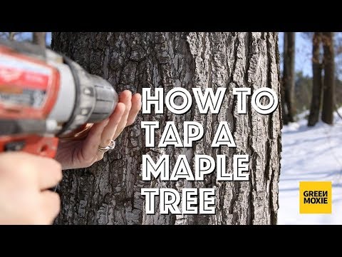 Tapping a Maple Tree
