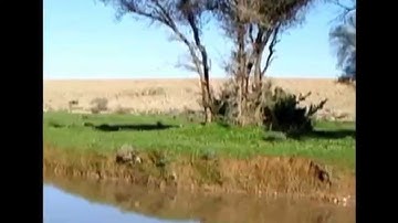 تلاوة الشيخ عبدالعزيز الحميدي