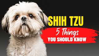 5 Crucial Tips for Adopting a Shih Tzu | Dogs Genesis