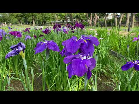 Video: Vườn Hoa Diên Vĩ