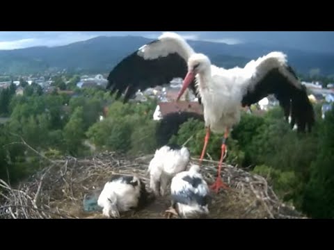 Kirchzarten Stork Diary June 4 2022 live cam preview
