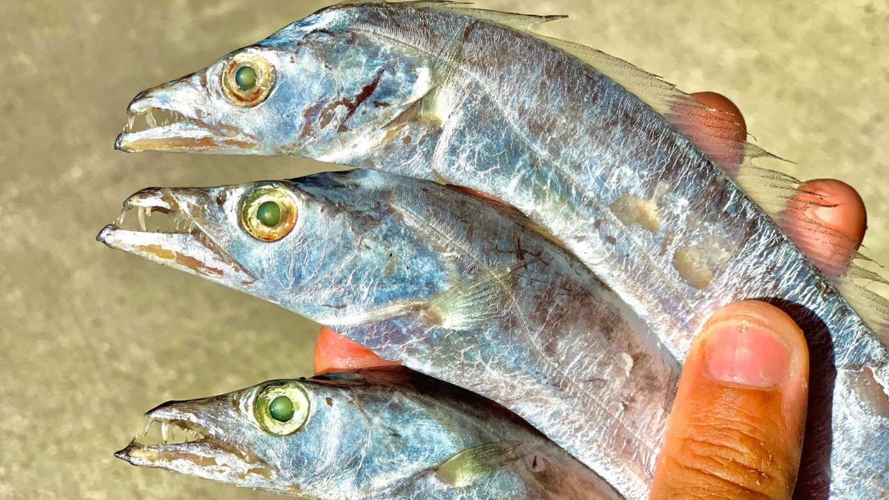 The Best Rig & Bait For Kingfish (When Trolling Nearshore)