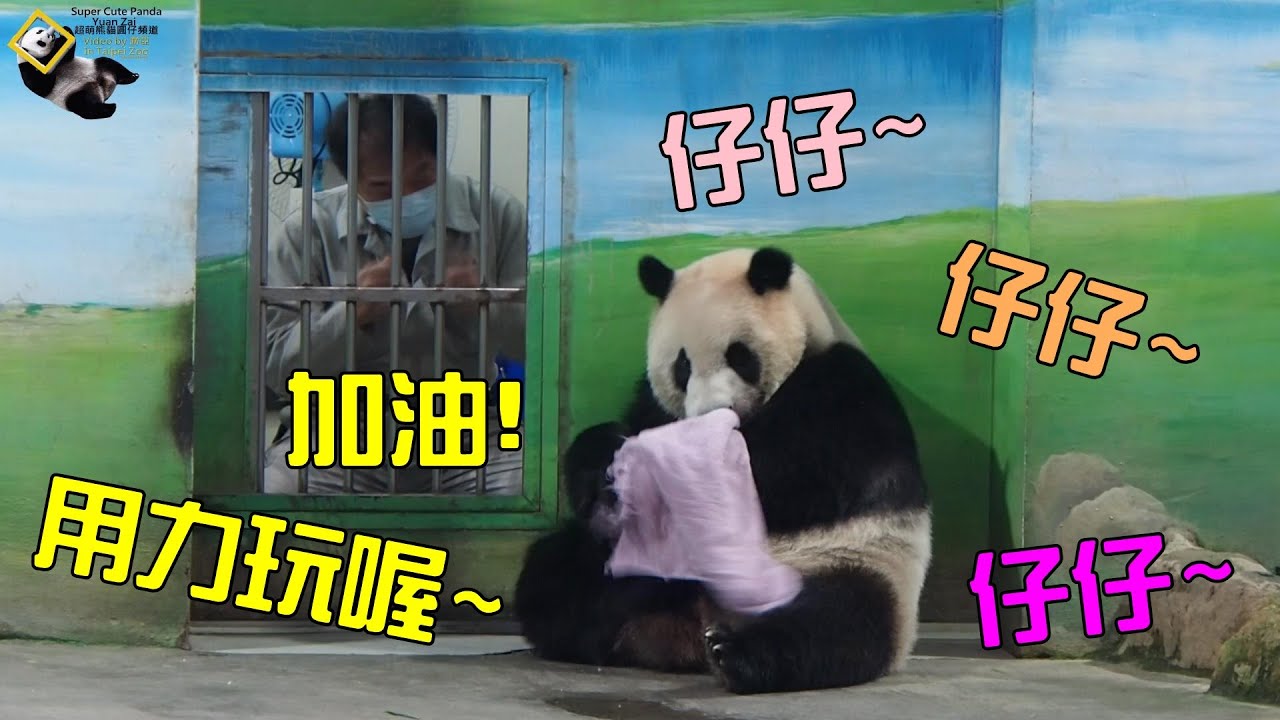 20210502 彪拔要圓仔盡情玩毛巾，陪刷刷並上刷頭服務 The Giant Panda Yuan Zai
