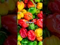 This Food Battle Will Blow Your Mind!