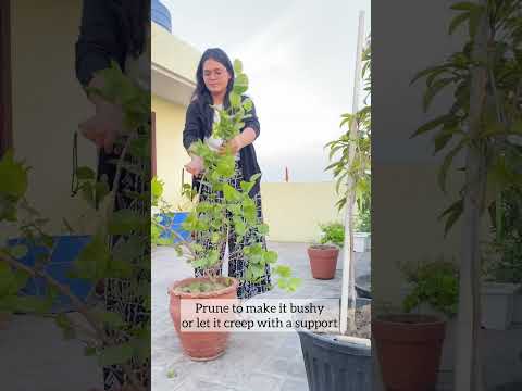 Video: Starting A Jasmine Plant – Når og hvordan forplante jasminplanter