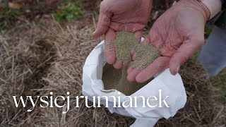 Wysiej rumianek - dla zdrowia swojego i ogrodu!