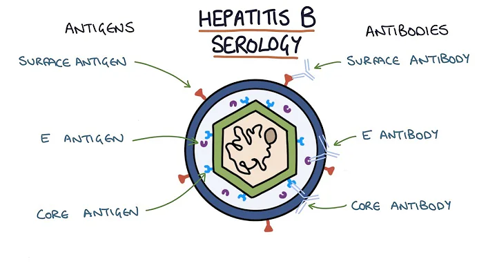 Understanding Hepatitis B Serology Results - DayDayNews