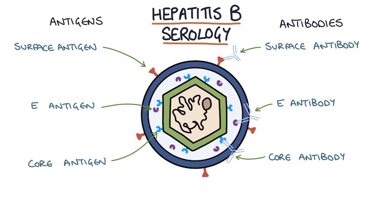 Hep B Serology Chart