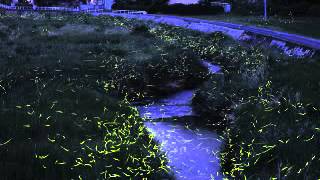 Download Lagu A.D.L.R. - Personal Grids MP3