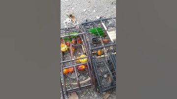 Pikat serindit