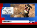 Furry Friday: Meet Cherry