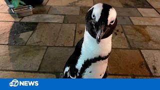 Monterey Bay Aquarium like you've never seen it before: Through the eyes of a clumsy penguin