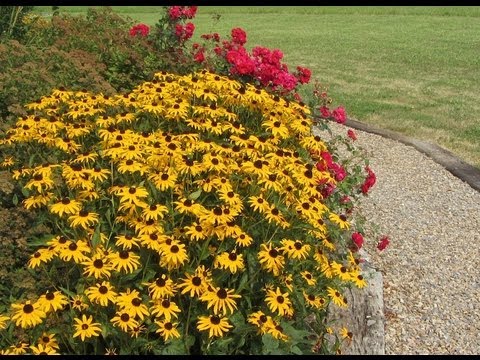 Transplanting Black Eyed Susan Babies to Save Money