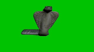 Green screen ular cobra