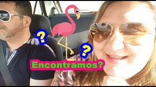 Encontramos os Flamingos de Portugal? Ria de Aveiro