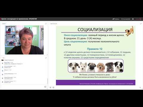 1 Щенок  этология