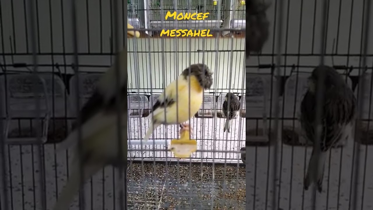 gloster corona panache lipochrome, 2022