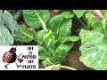 Potager poire bette ou blette conseils jardinage culture et rcolte comment faire un semis