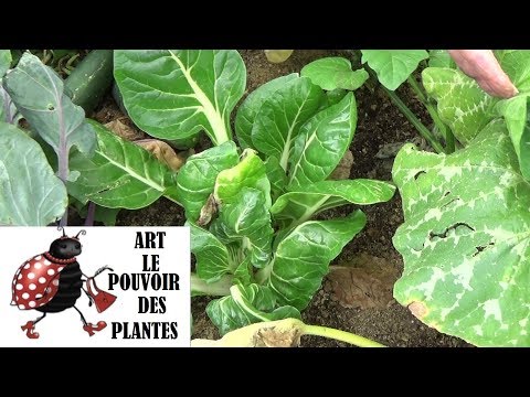 Vidéo: Cultiver de la bette à carde à partir de graines - Comment et quand semer des graines de bette à carde