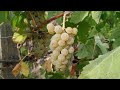 Johanniter - interesting ecological Wine (Vitis vinifera)