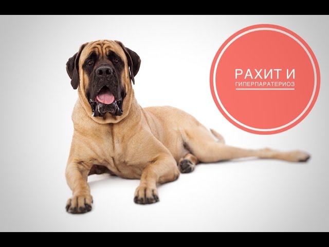 Рахит и вторичный гиперпаратериоз