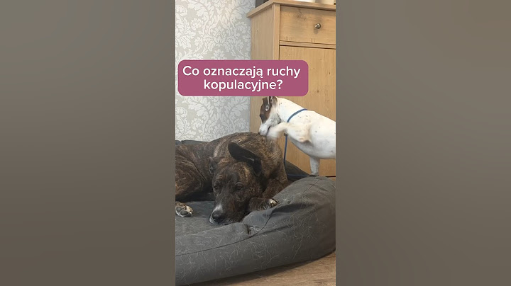Co oznaczają ruchy kopulacyjne u psa? #behawiorysta #rodzinnypies #pies #psy