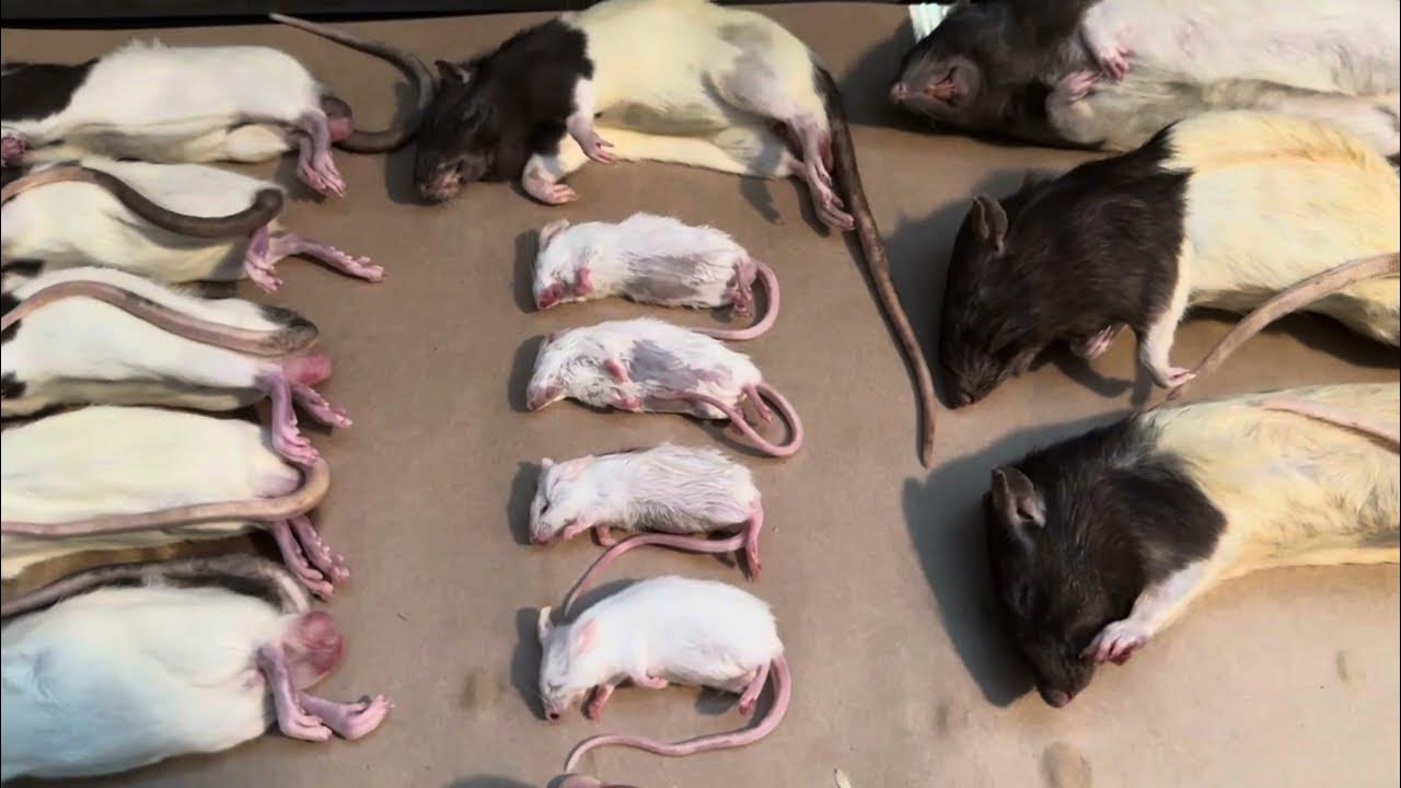 BIG RATS VS JUMBO RATS, FEEDING LARGE AND SMALL SNAKES. YouTube