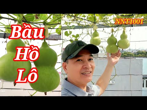 Video Cách trồng Bầu Hồ Lô sao cho ra trái nhiều. Giống Bầu... - youtube